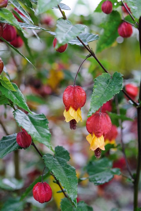 Abutilon: how to grow, overwinter and the best abutilon for the garden - Gardens Illustrated