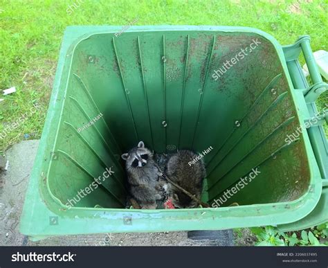 159 Raccoon Trash Cans Images, Stock Photos, 3D objects, & Vectors | Shutterstock