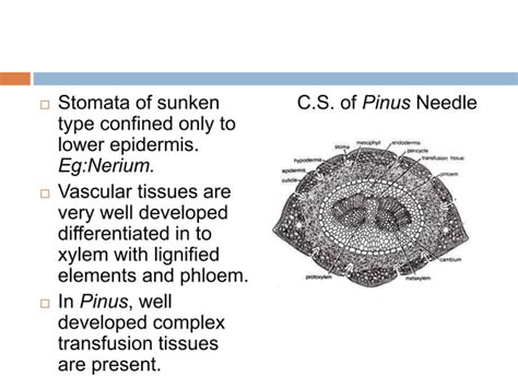 Xerophytes | PPT