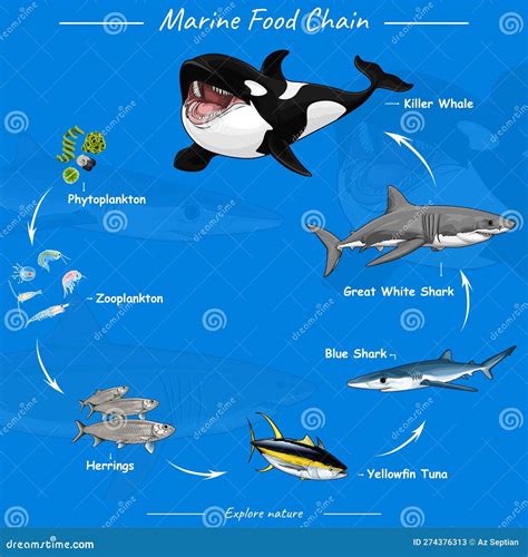 Marine Food Chain. Vector Illustration Of Food Chain In Ocean | CartoonDealer.com #274376313