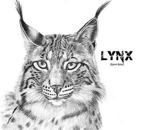 Lynx - Drawing Skill