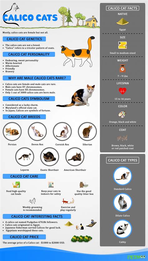 Calico Cats - Facts, Genetics, Temperament & Types - Petmoo