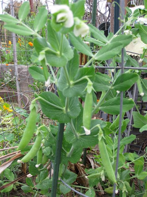 Arugula Too: Sugar snap pea pods maturing