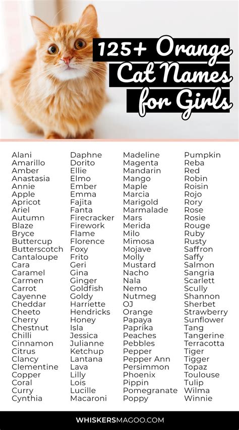 100 orange and white cat names for your sweet new tabby – Artofit