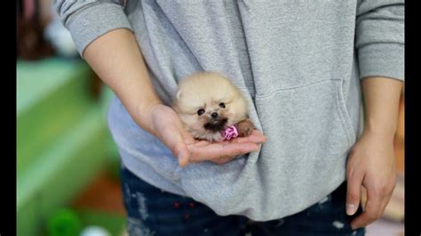 Micro Teacup Pomeranian Full Grown