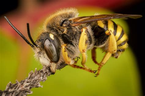 Should You Be Afraid of Killer Bees? - Live Bee Removal