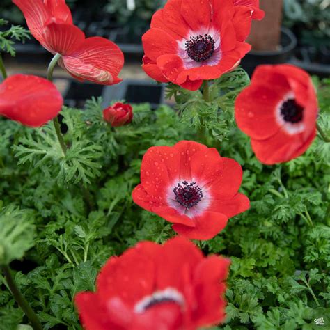 Poppy-Flowered Anemone — Green Acres Nursery & Supply