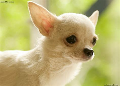 Chihuahua - Puppies, Rescue, Pictures, Information, Temperament, Characteristics | Animals Breeds