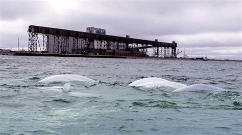 Kayaking With Beluga Whales In Churchill, Manitoba - Adventure Family Travel - Wandering Wagars