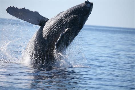 Exercise helps young baleen whales develop ability to store oxygen for extended dives