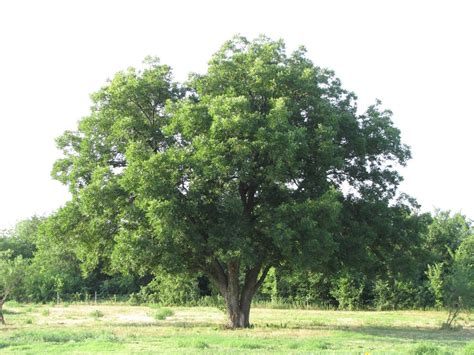 Why is My Pecan Tree Not Producing? | Causes & Suggestions