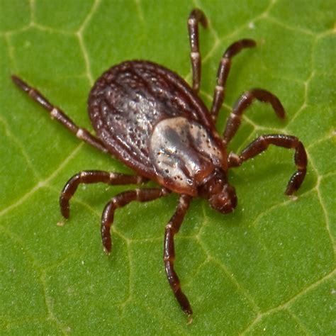 Colorado Tick-Borne Disease Awareness Association (COTBDAA) - Education, Prevention, Research ...