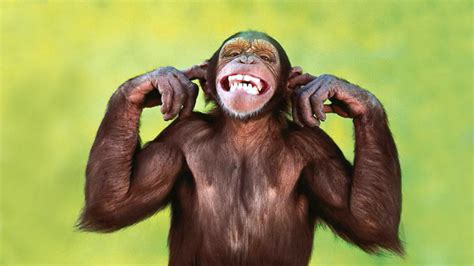 Funny Chimpanzee Wallpaper - WallpaperSafari