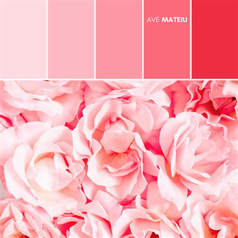 Close-up of pink rose flowers Color Palette #400 | Ave Mateiu