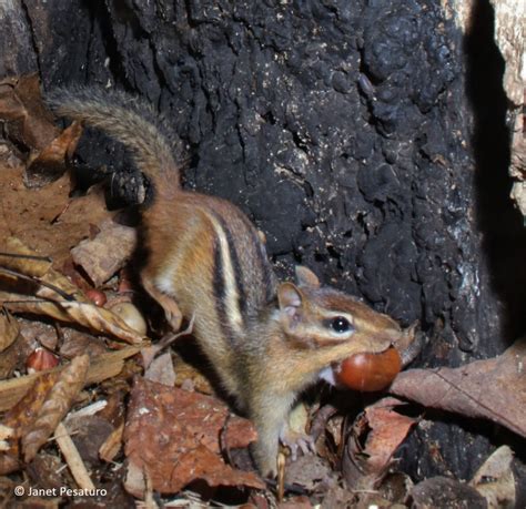 Chipmunks, Hibernation, and Climate Change - Winterberry Wildlife