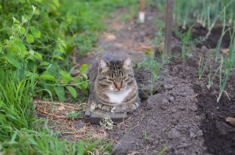 Photo of a Tabby Cat on White Snow · Free Stock Photo