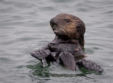 Sea Otter Recovery Fund – California State Coastal Conservancy