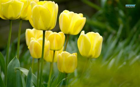 Yellow Tulip - Flowers Wallpaper (34611570) - Fanpop