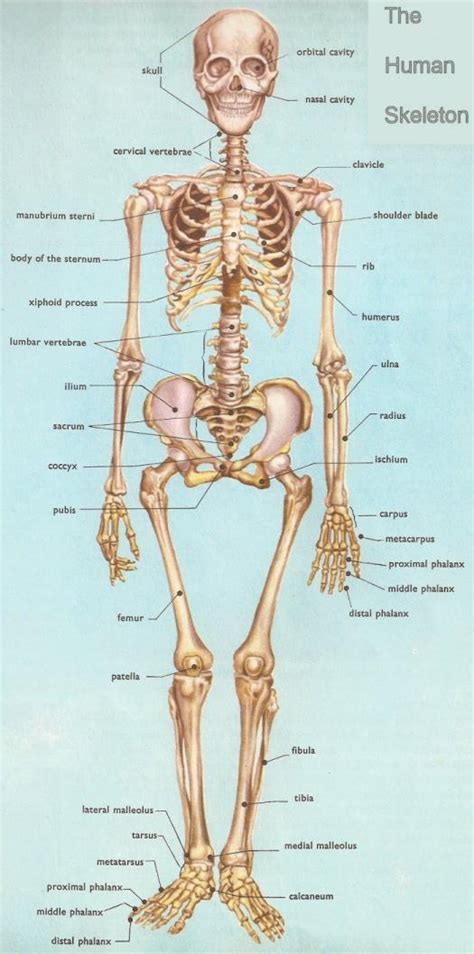 Anatomy Practice Quiz On Skeletal System - ProProfs Quiz