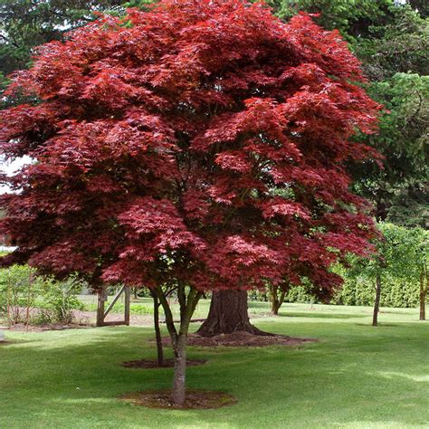 Oregon Sunset Japanese Maple | PlantingTree.com