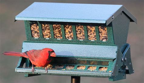 The 5 BEST Bird Feeders For Cardinals (That Work in 2022) - Bird ...