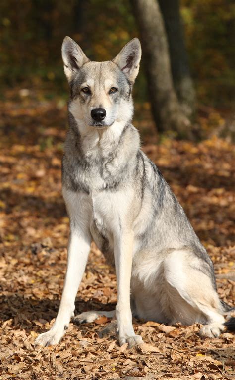 The Saarloos Wolfdog – Welcoming A Wild Dog Into Your Home