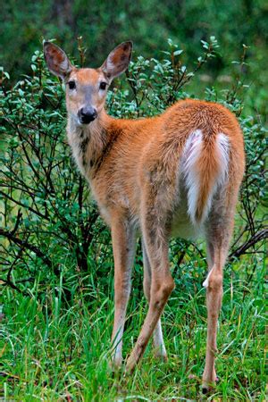 White-tailed Deer Facts - NatureMapping