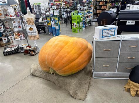 Best guess at Giant Pumpkin | NEW Media Inc.