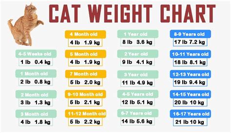 Normal Cat Weight Chart By Age Kg - Best Picture Of Chart Anyimage.Org