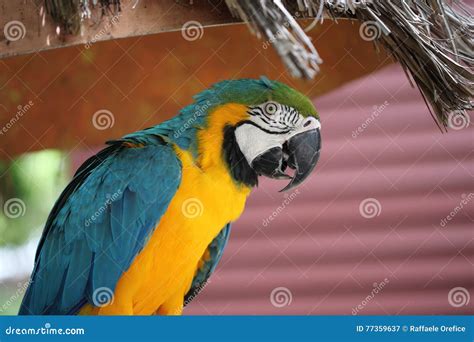 Parrot at Jungle Island, Miami Beach, Florida Stock Image - Image of parakeet, bird: 77359637