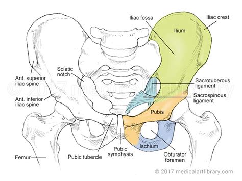 Pelvic Anatomy : The Ultimate Pelvic Anatomy Resource | Pelvic Guru #featured, #featured-patient ...