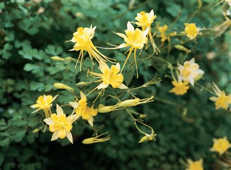 Columbine Flower | Garden Design