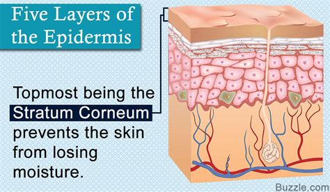 The epidermis, which is the topmost layer, actually has 5 sub-layers. The stratum basale is the ...