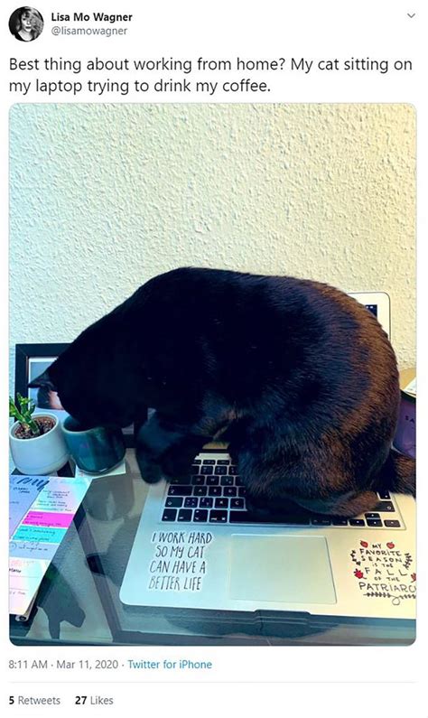 Work From Home Cat Meme - Awesome Work at Home