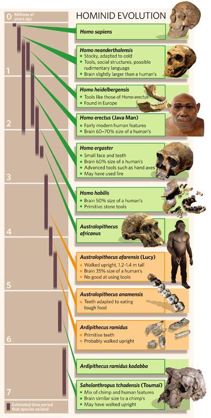 Hominid evolution chart #anthropology #science | Human evolution ...