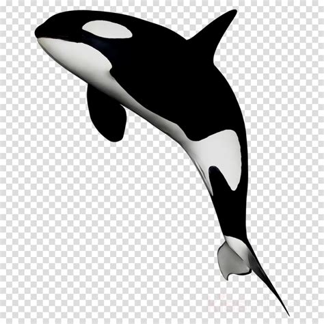 Killer Whale Clip Art Orca Png Transparent Clip Art I Vrogue Co – NBKomputer