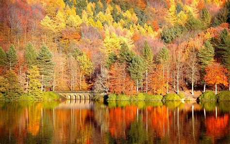 Free Fall Foliage Wallpaper - WallpaperSafari