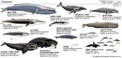 Minor Project: Different Whale Species