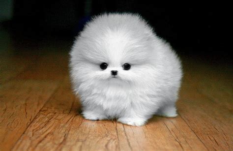 Bring on the Cute: Fluffy White Maltese Puppy