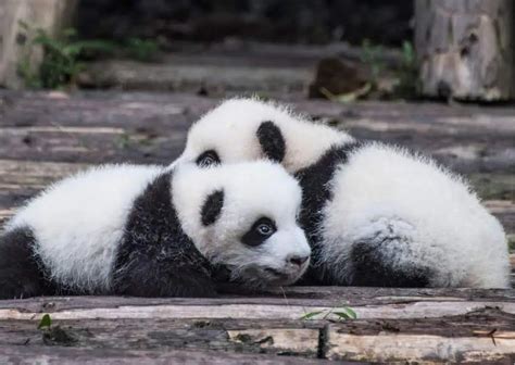 Giant Panda Behavior - AnimalBehaviorCorner