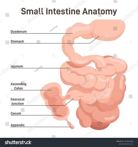 Small Intestine Diagram