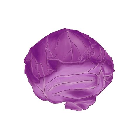 Purple Cabbage White Transparent, Hand Drawn Cartoon Purple Cabbage Illustration, Hand Draw ...