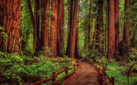 Redwood Forest Wallpapers - Top Free Redwood Forest Backgrounds ...