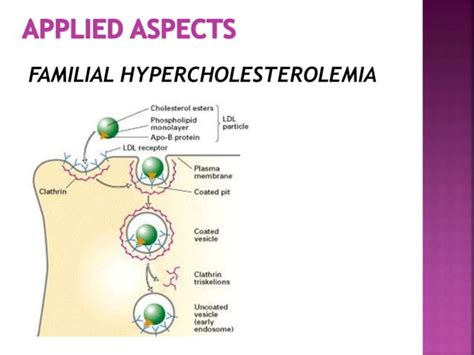 Vesicular transport | PPT