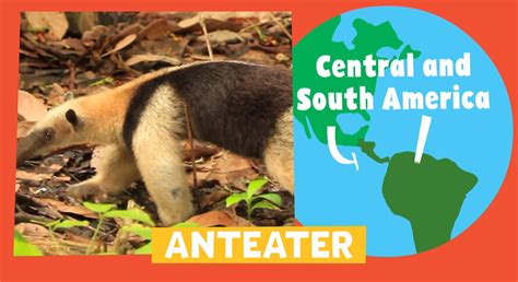 Pbs Kids Animal Alphabet Anteater