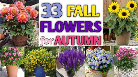 Flowers For Fall Vegetable Garden at Brenda Walker blog