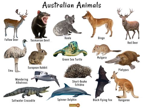 Australian Animals List, Facts, Conservation, Pictures