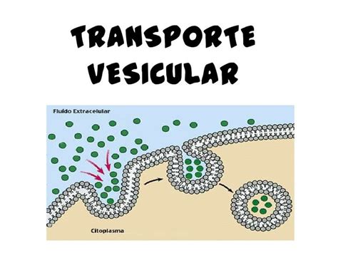 Transporte vesicular