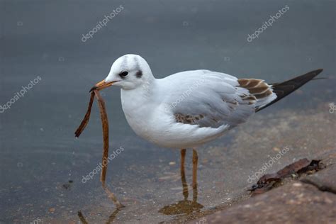 Seagull eating — Stock Photo © wildarrow #1673154