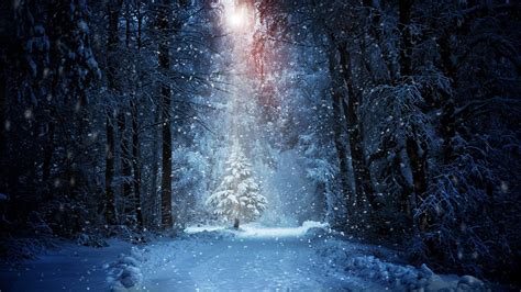 Forest Winter Snow, HD Nature, 4k Wallpapers, Images, Backgrounds ...